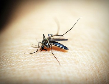 Postoji li efikasno rešenje protiv dosadnih komaraca i insekata?!